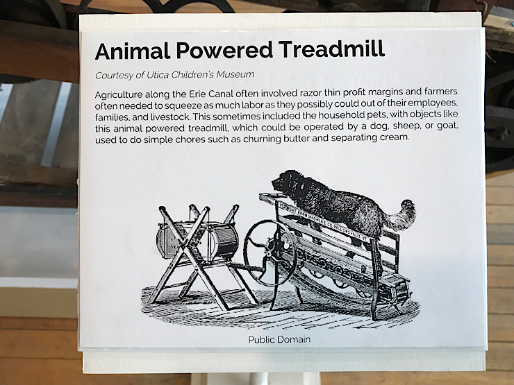 animal treadmill