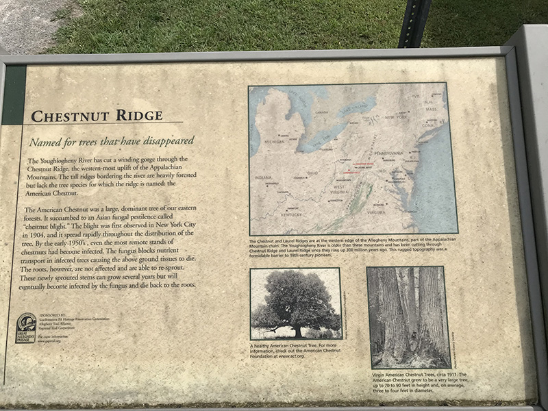 Sign about Chestnut Ridge and the American chestnut trees