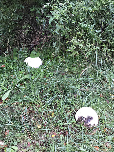 puffball mushrooms