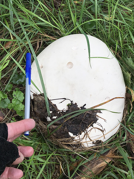 Puffball mushroom with an ink pen - for scale