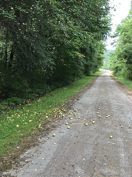 Road apples
