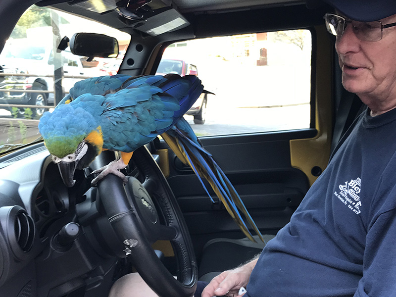 Blue macaw parrot and his owner