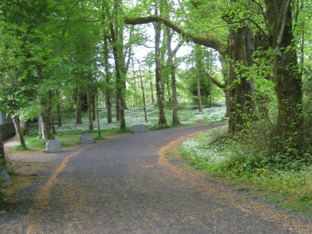 The greenery and tranquility of Coole Park is other-worldly! Its paths wind through old forests and are carpeted with delicate flowers.