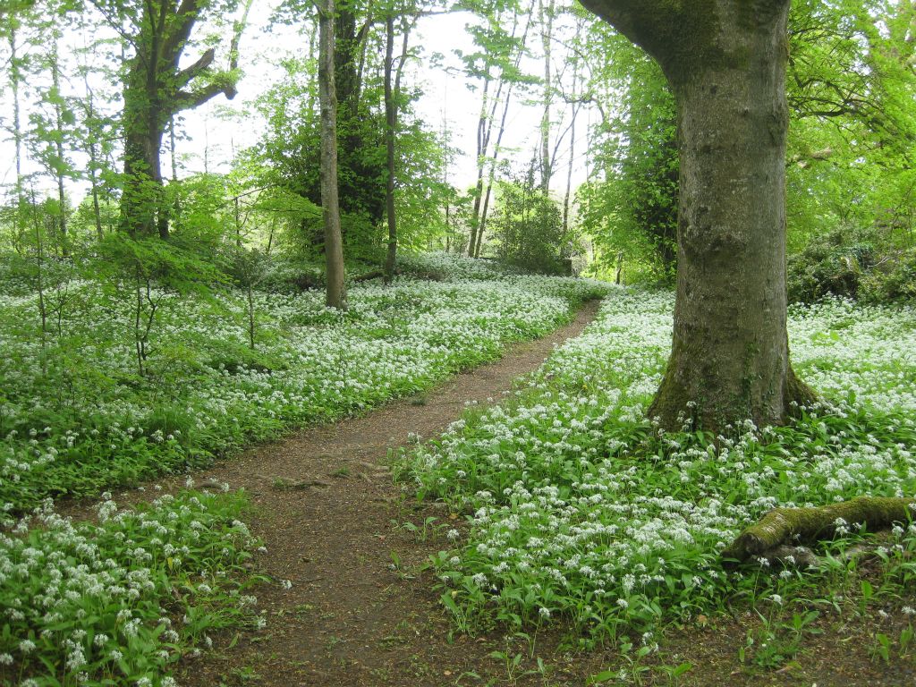 A flowered path in Coole Park