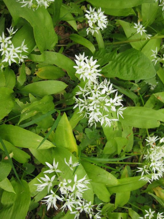 This tiny white flower (bear garlic or Allium ursinum) was everywhere in Coole Park, making a blanket of white in the woods.