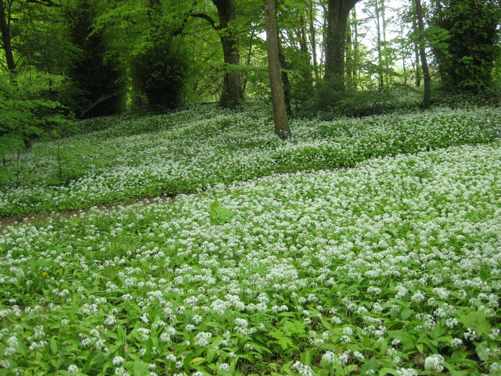 Flower bear garlic in the woods at Coole Park