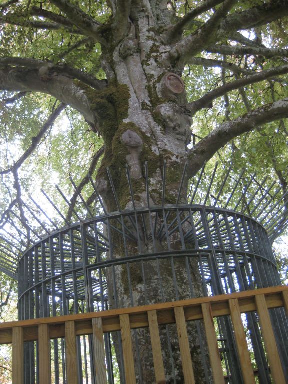The Autograph Tree at Coole Park