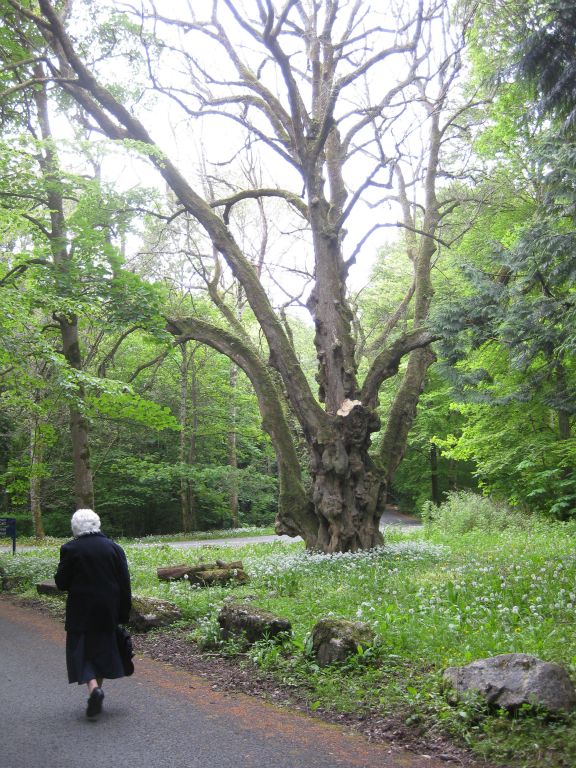 Sister DeLourdes walking in Coole Park