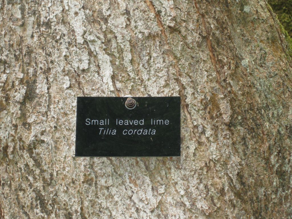 A large gnarly tree in Coole Park is a lime tree -- a type which can live hundreds of years.
