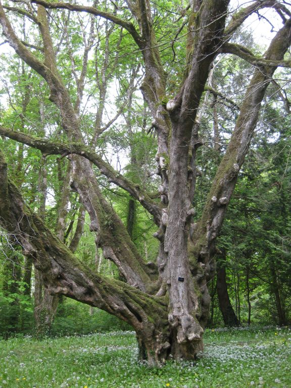 Old lime tree in Coole Park
