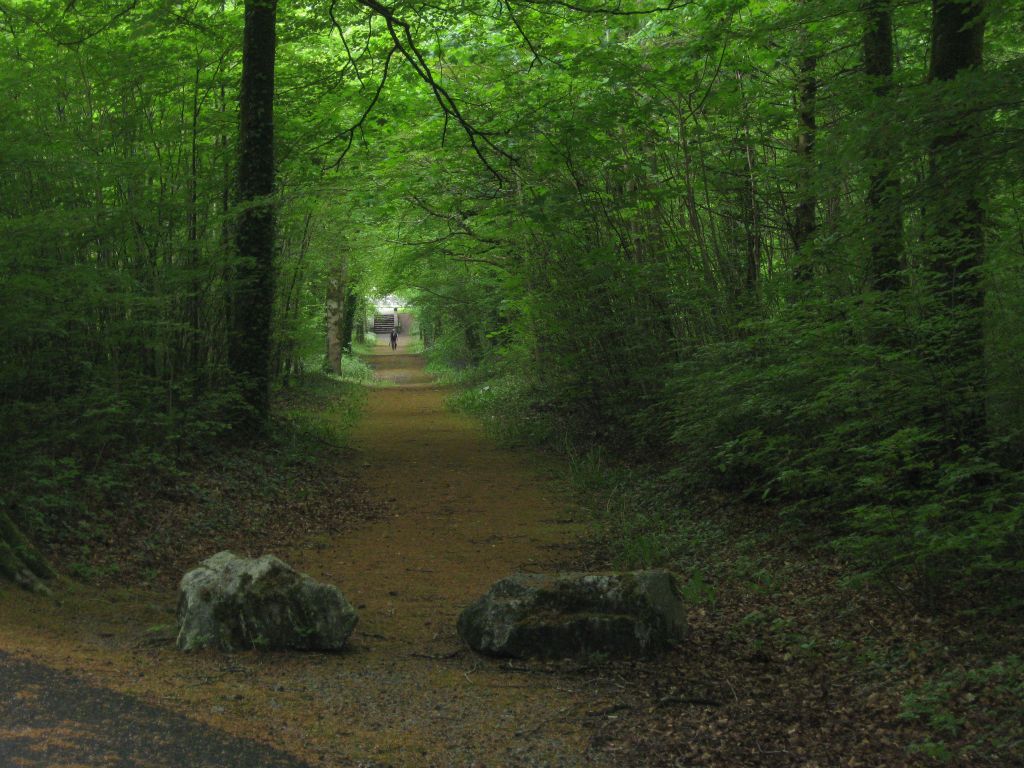 A path in the deep green woods of Coole Park