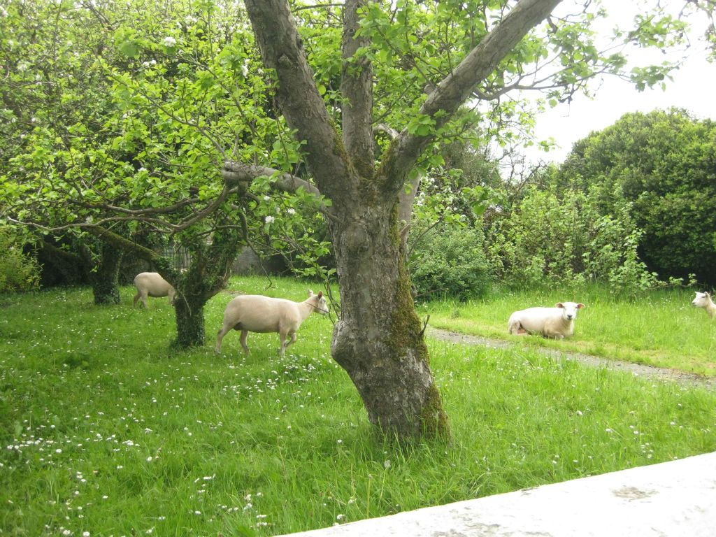 Sheep grazing in the back yard of Kiltartan House, a home which now belongs to the sister of Sister DeLourdes and was once the home of Patrick Swift and Bridget Henniffe. (of the Kiltartan Swifts)