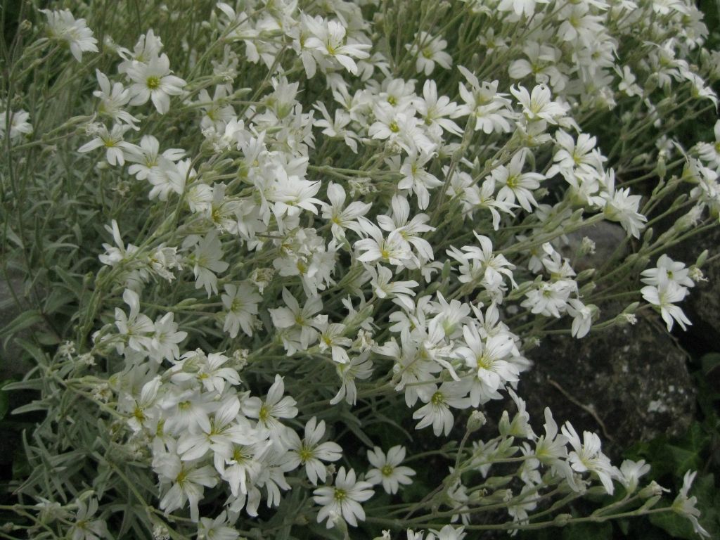 White flowers growing in the stone wall at Kiltartan school