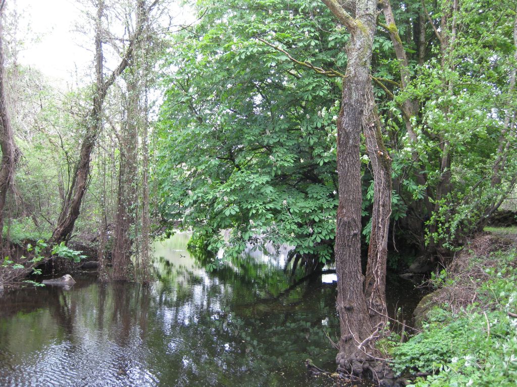 A horse chestnut tree drapes across the stream near the old mill at Thoor Ballylee