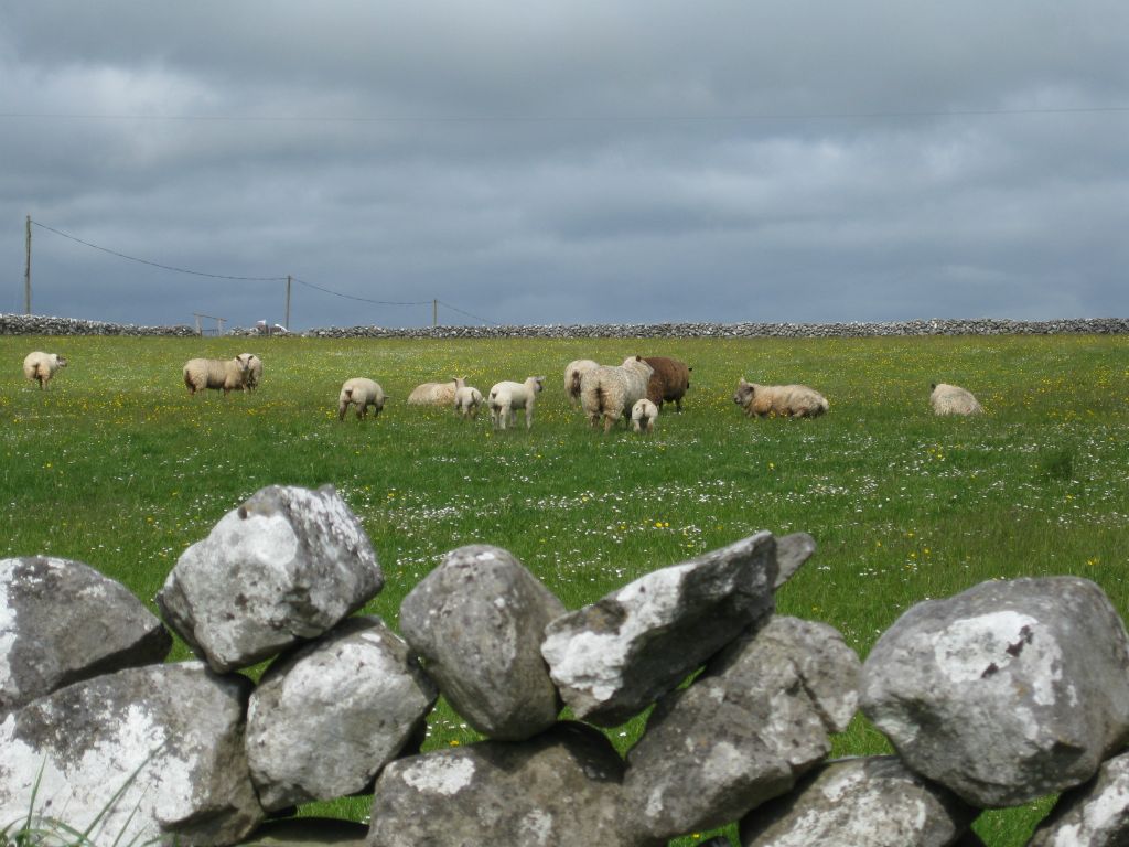 County Galway - on the drive from Clareview House to Kilmacduagh
