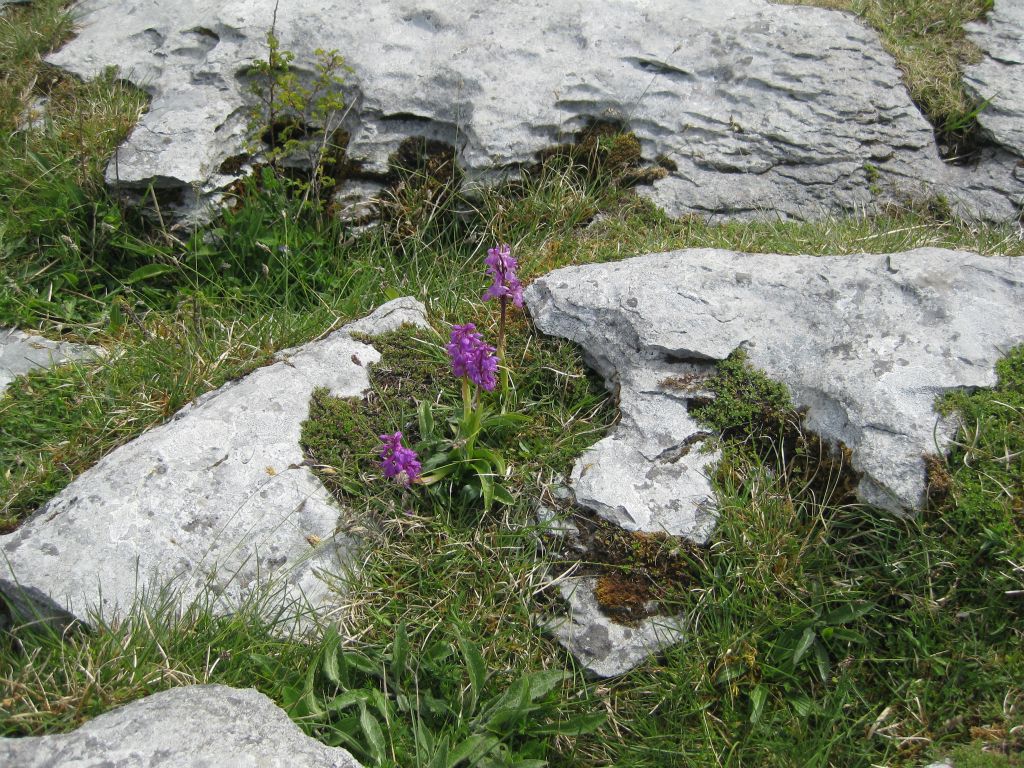 The Burren is a unique limestone land mass in Co Clare, Ireland. Its unusual ecology supports arctic, Mediterranean and alpine plants side by side.