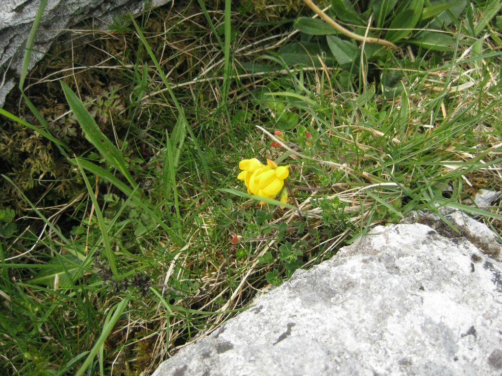 At the time of our visit (mid-May), the Burren was in bloom with many interesting wild flowers. I believe this is bird's foot trefoil.