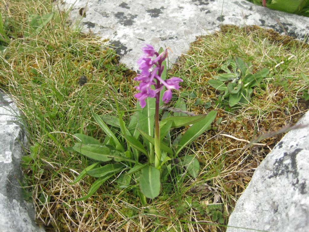 Early purple orchid, in bloom on the Burren, Co Clare