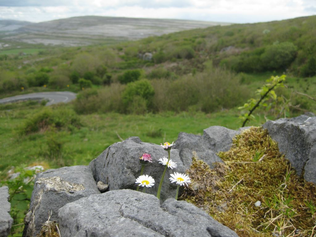 Flowers growing among the moss in the stone walls on the drive up from Ballyvaughn Bay