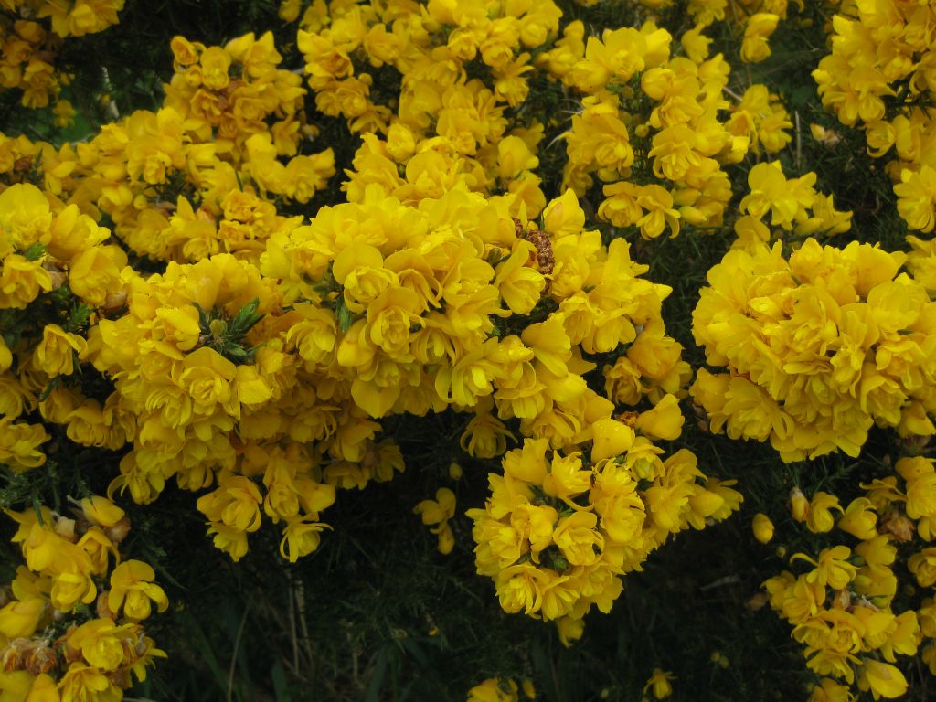 Gorse or furze - a thorny evergreen plant which was in full bloom. The yellow flowers are pretty, but the plant is a nuisance to farmers.