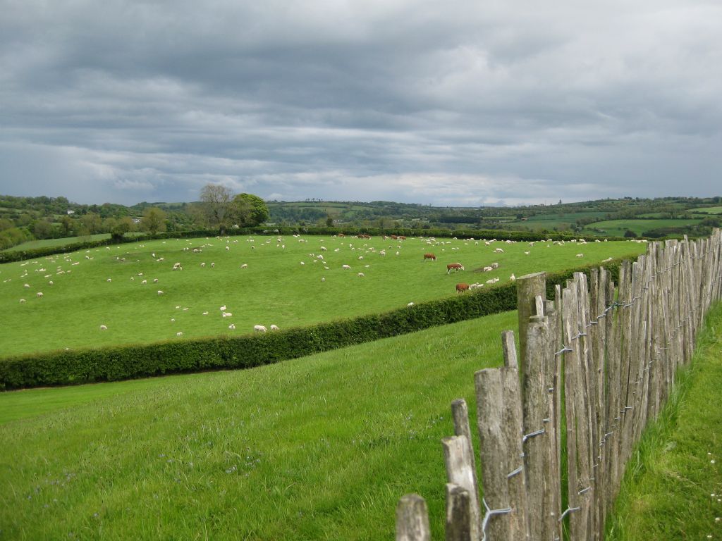 Sheep in the pasture at Newgrange