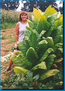 Martha in tobacco field.jpg (32341 bytes)