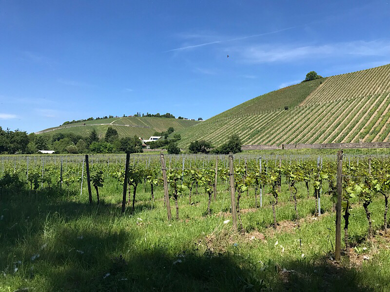 Sommerhausen vineyards