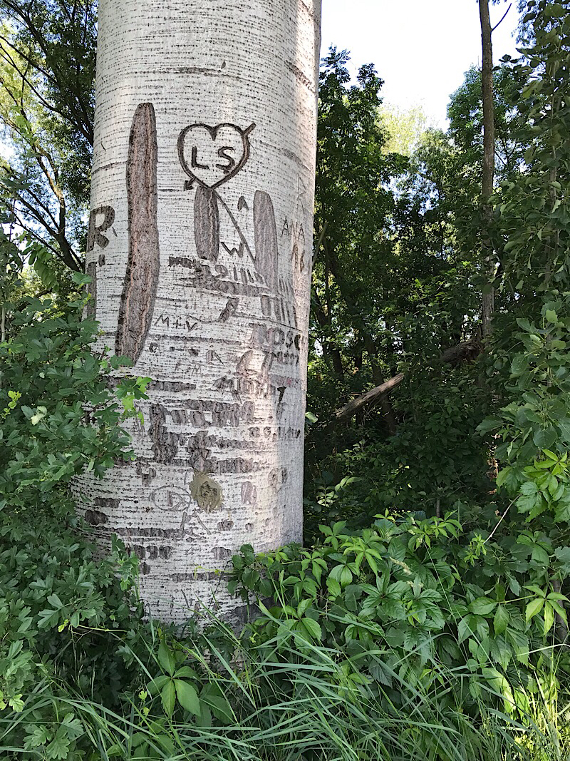 carved in the tree