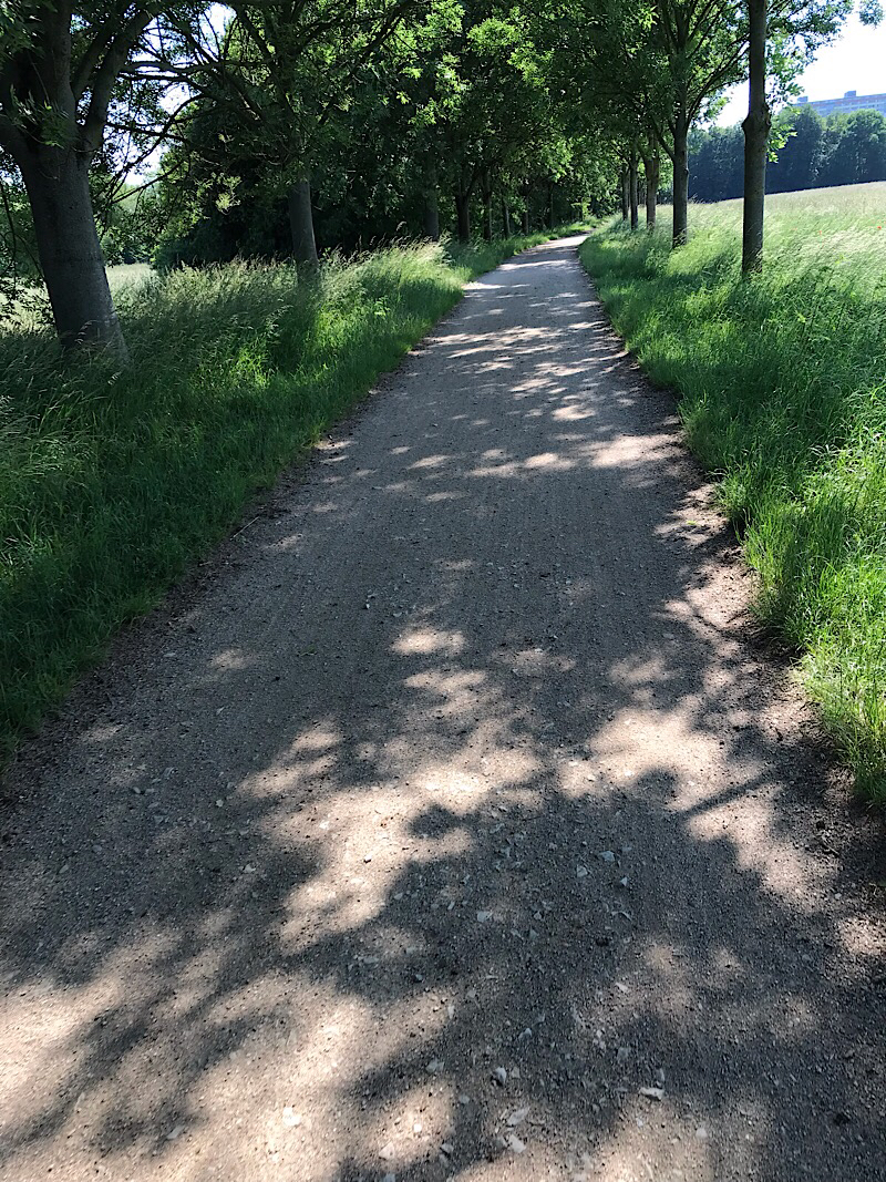 shaded trail